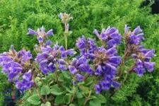 بادرنجبویه